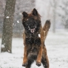 video chien